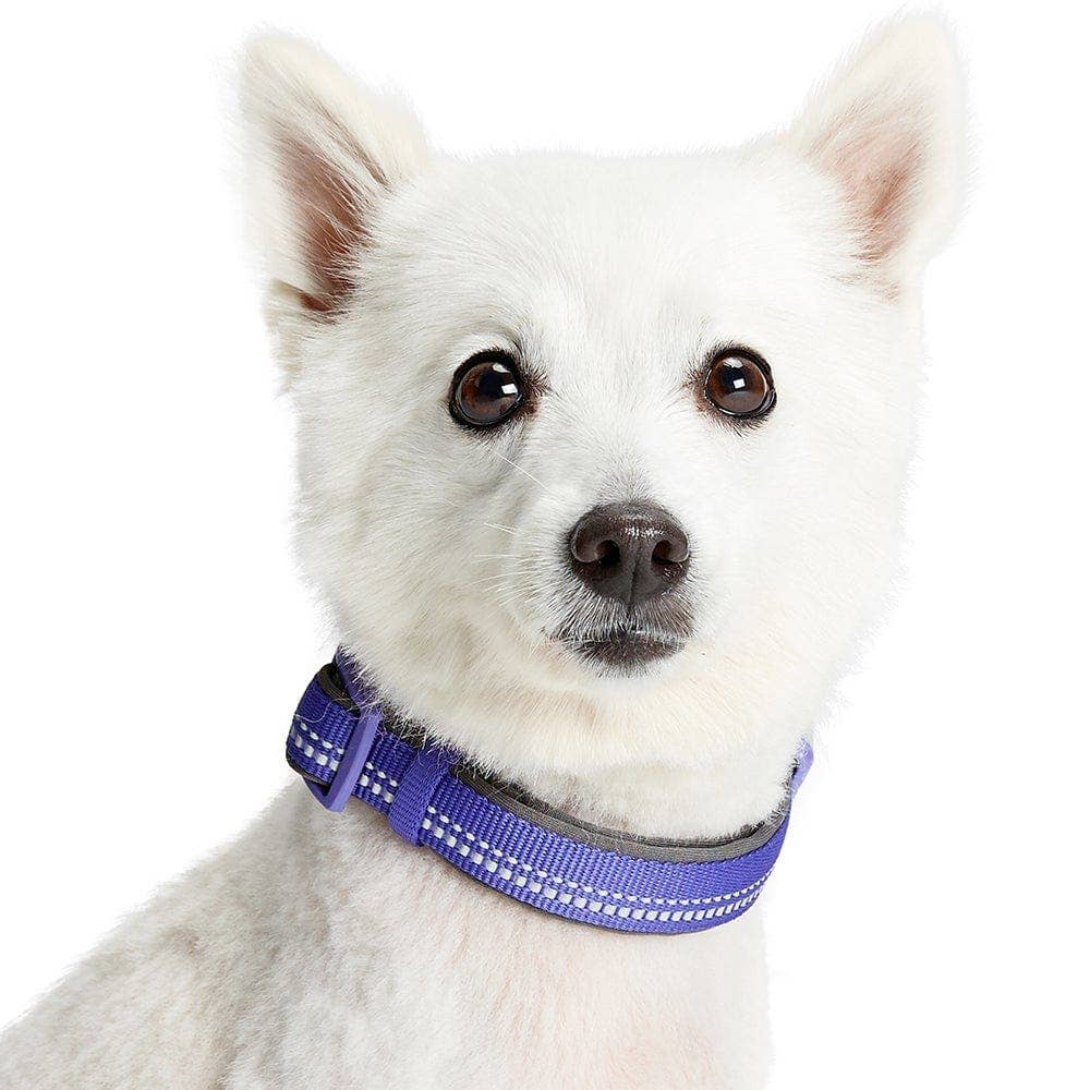Blueberry Pet - Vente Collier – chien - Collier de sécurité rembourré en néoprène souple réfléchissant 3M23
