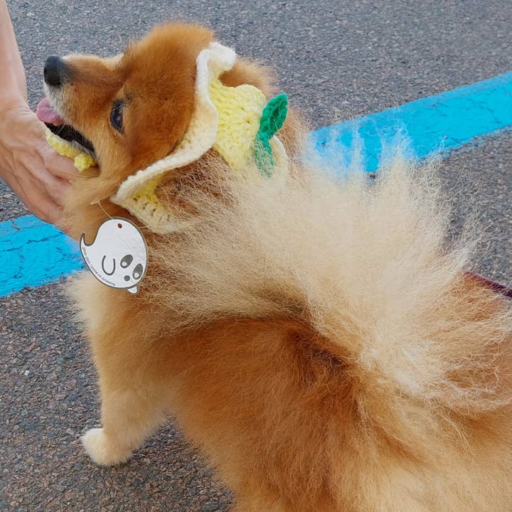 Glitter Ghost Clothing and Accessories - Vente Chapeau – chien - Chapeau citron au crochet - Bonnet pour chat - Bonnet pour animal de compagnie3