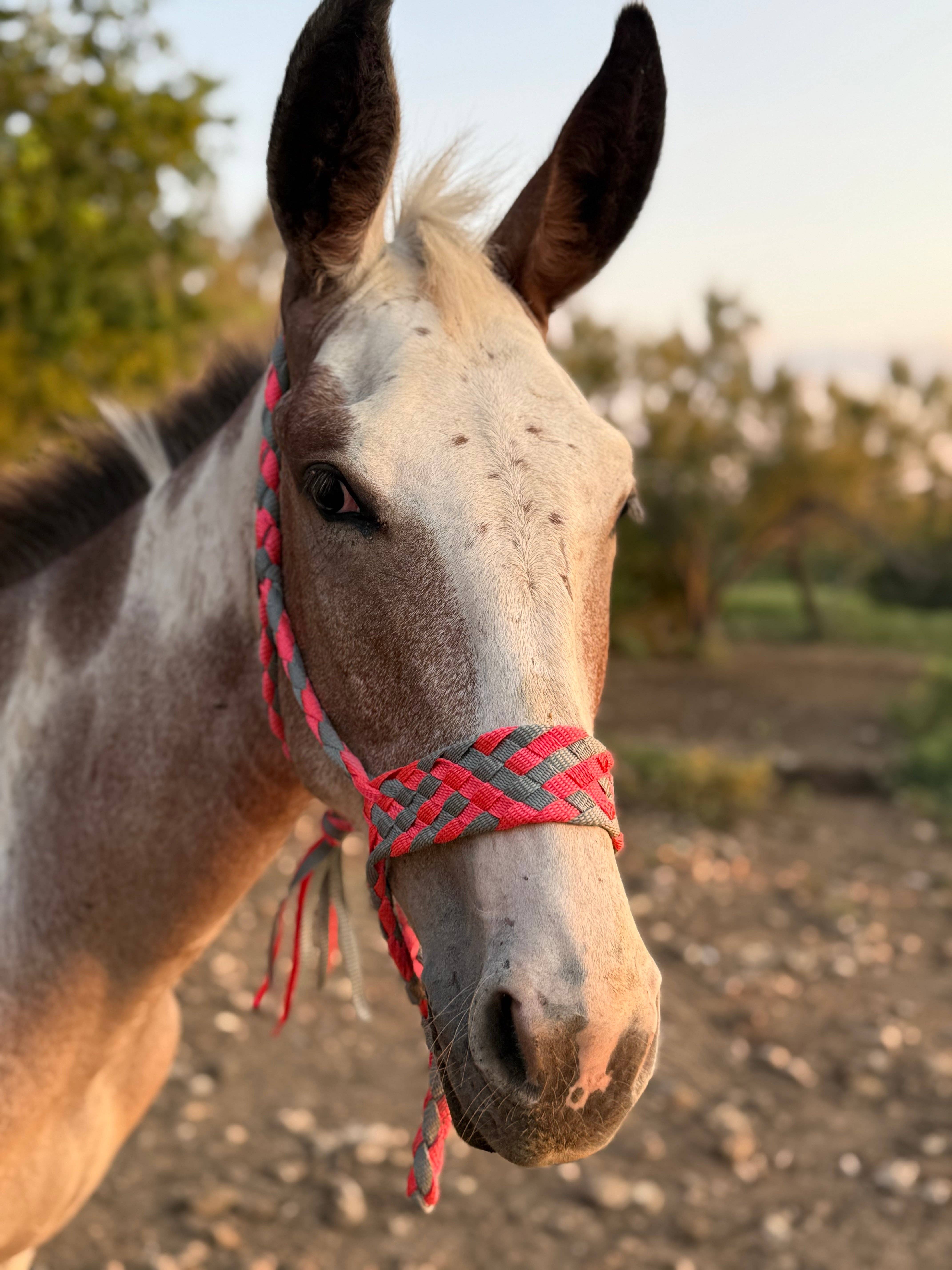 Wilder Trading Company – wholesale Horseback riding gear – Custom Halter & Lead Rope0
