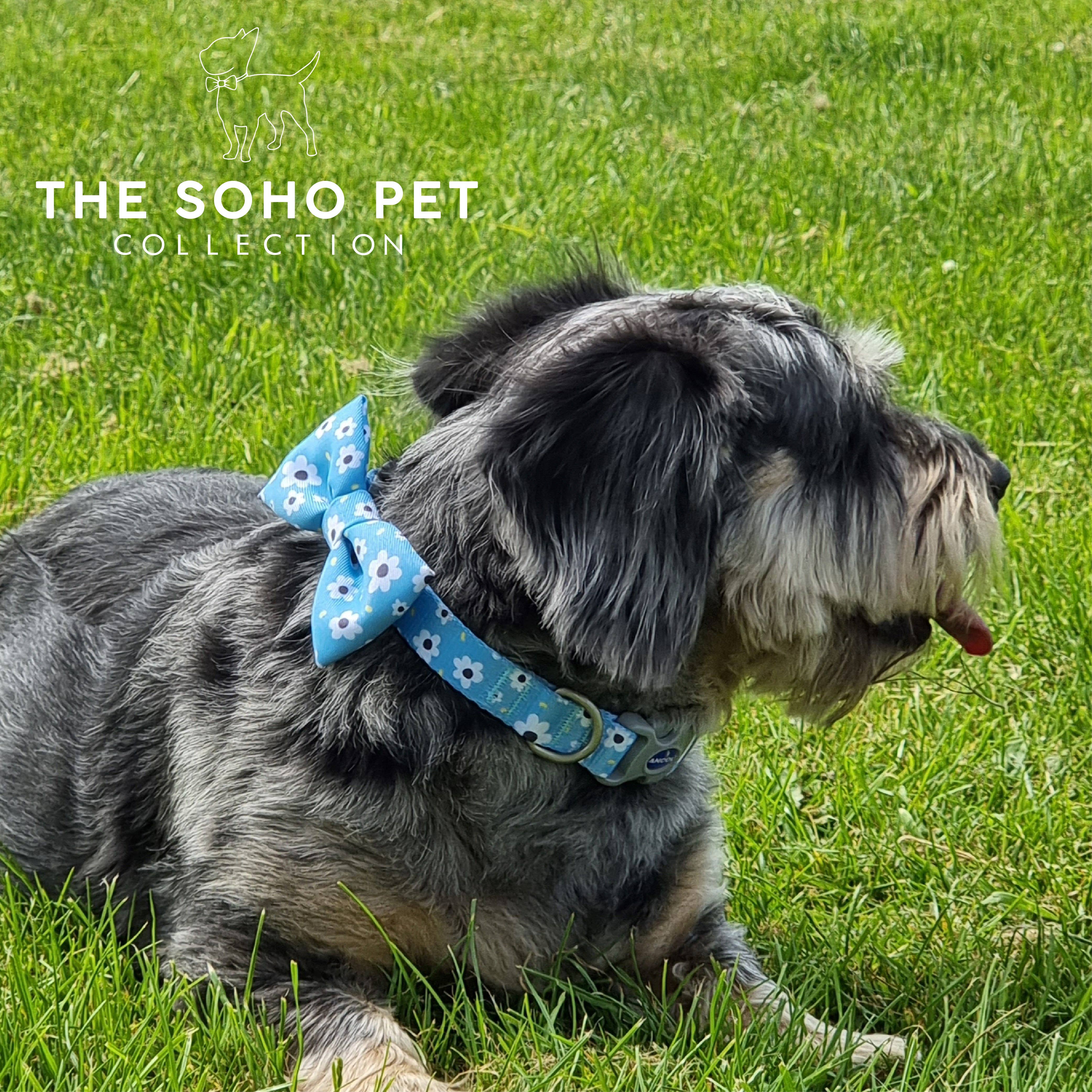 Ancol Pet Products Ltd – wholesale Pet bow tie – Dog – Daisy/Polka   Patterned Bow Tie5