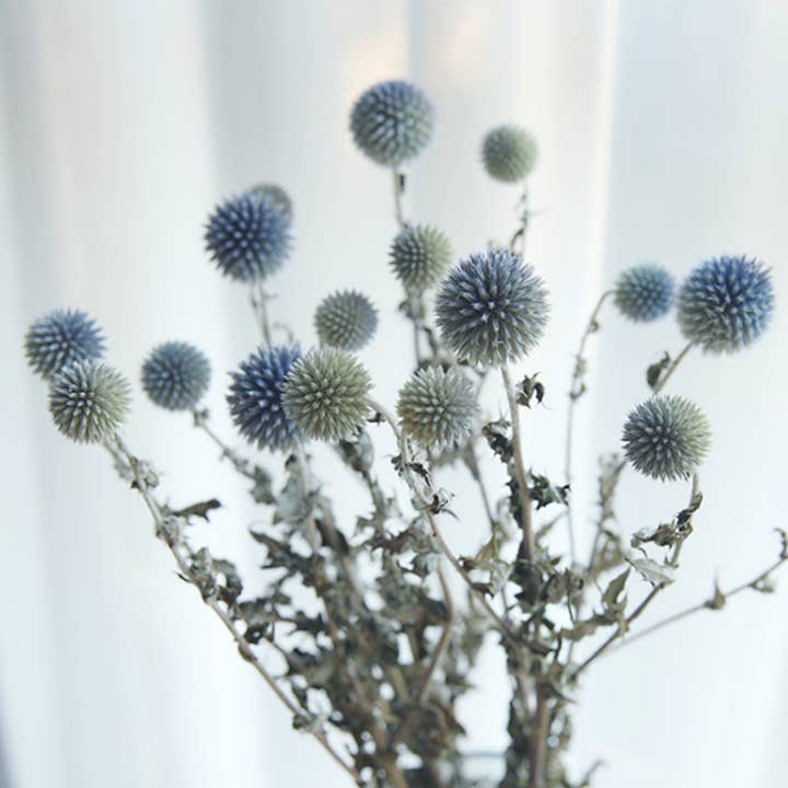 15-18 flower heads globe thistle, blue thistle, natural Globe Thistle bunch, dried Echinop balls dried flowers arrangement blue flowers for vase DIY craft supply home wedding decor for wholesale by Effiliving