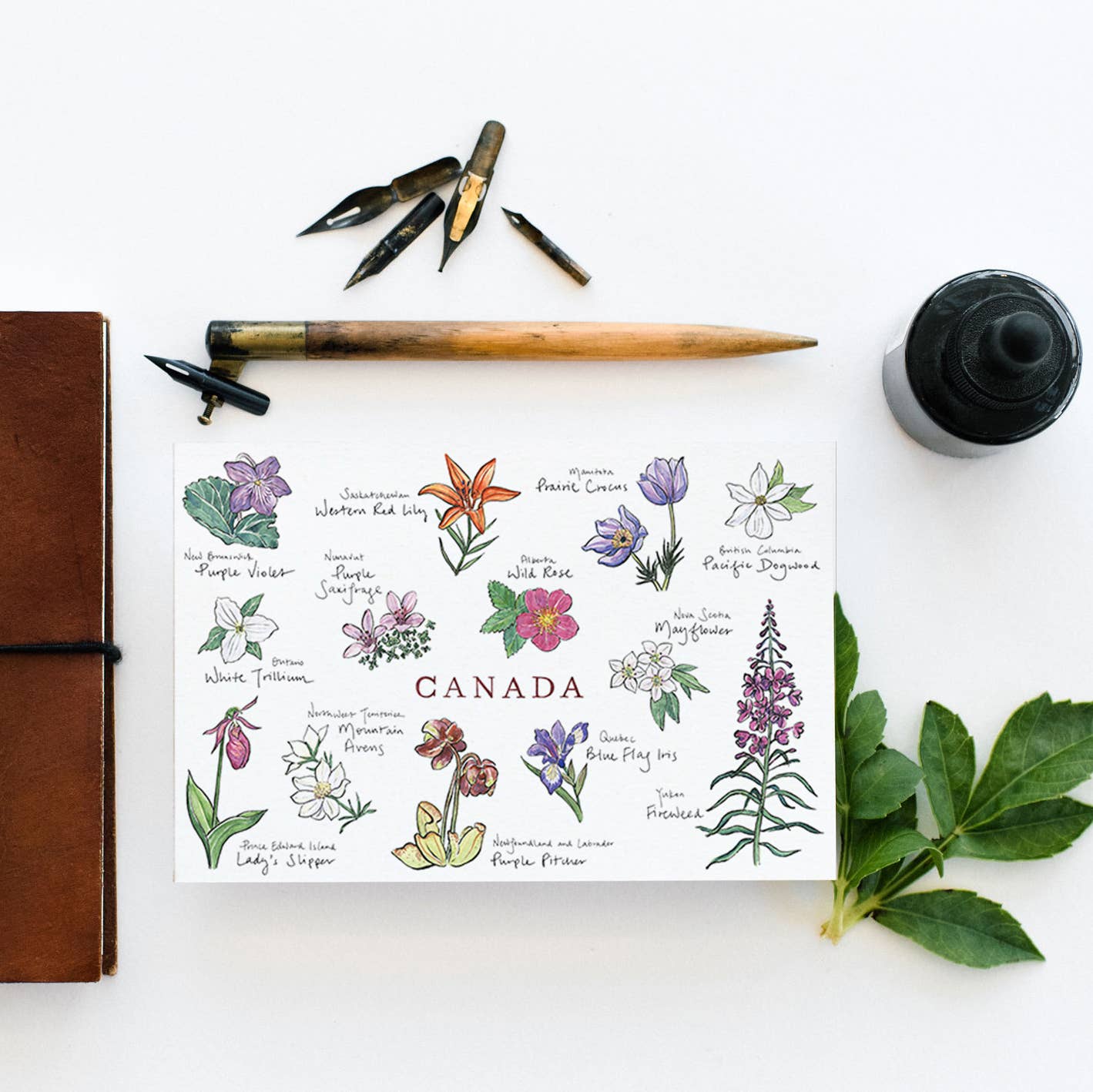 Gotamago - Wholesale Postcard - Canadian Floral Emblems Postcard2