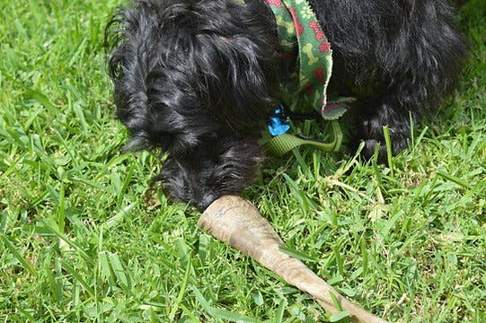 QT Dog, LLC - Wholesale Pet Chew Toy - Dog - Gobi Goat Horn9