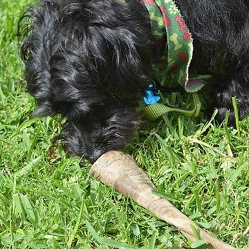 QT Dog, LLC - Wholesale Pet Chew Toy - Dog - Gobi Goat Horn9