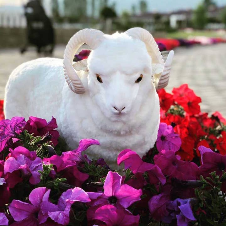 Merino CoCo per la vendita all'ingrosso da parte di Sleep & Beyond