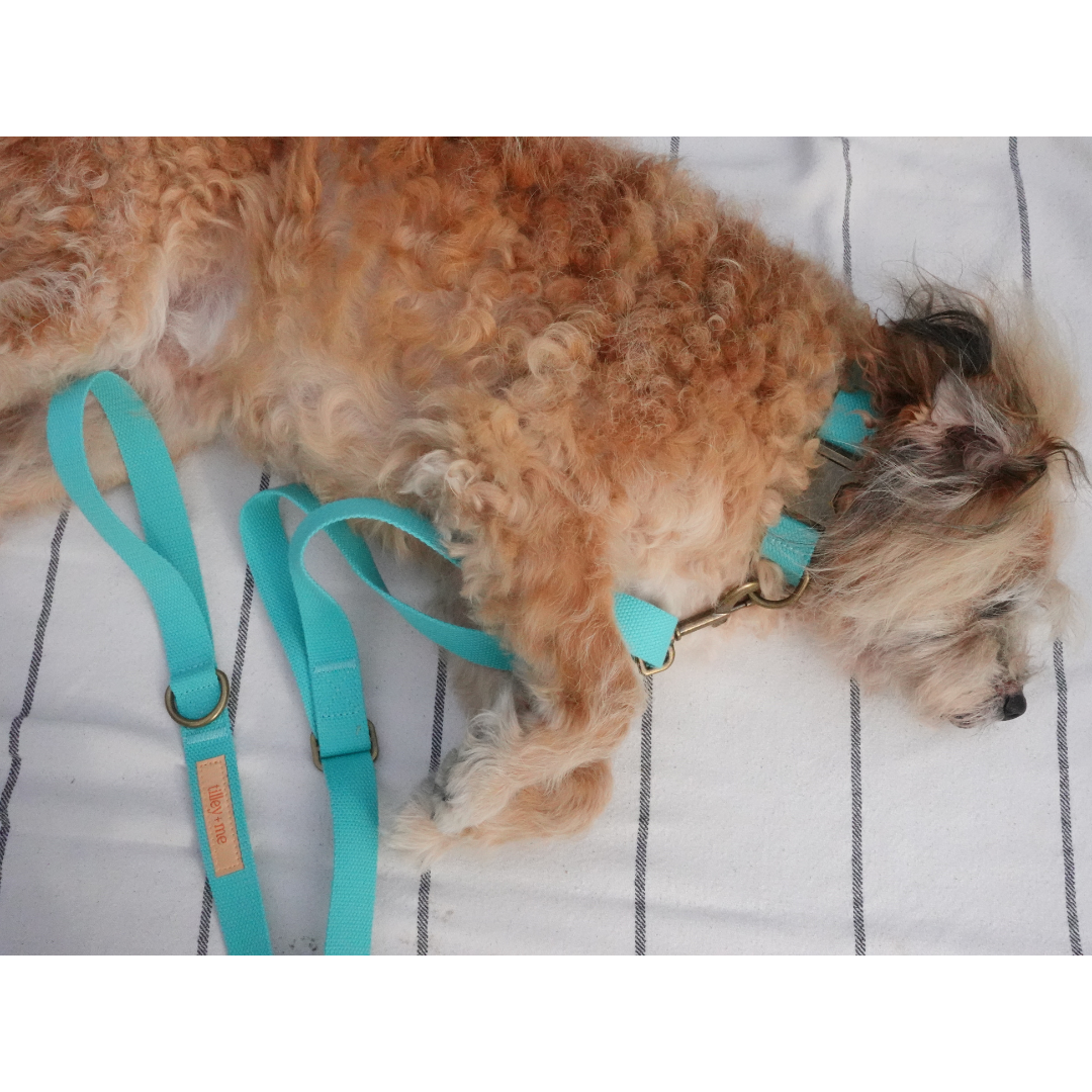 Tilley + Me - Wholesale Pet Leash - Dog - Hemp Cotton Dog Leash - Adjustable & Lightweight17