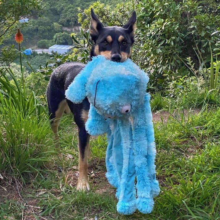 Only An Ocean Europe - Wholesale Pet Plush Toy - Dog - Gor Reef Octopus3