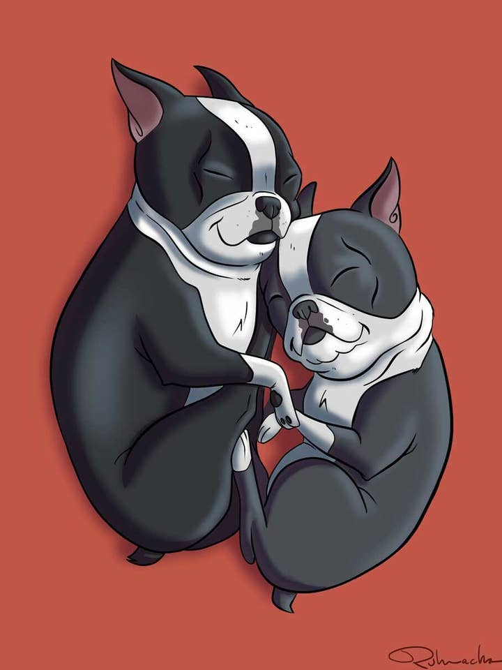 Boston Terrier, Sleeping, Dog Art Print for wholesale by Brian Rubenacker studios