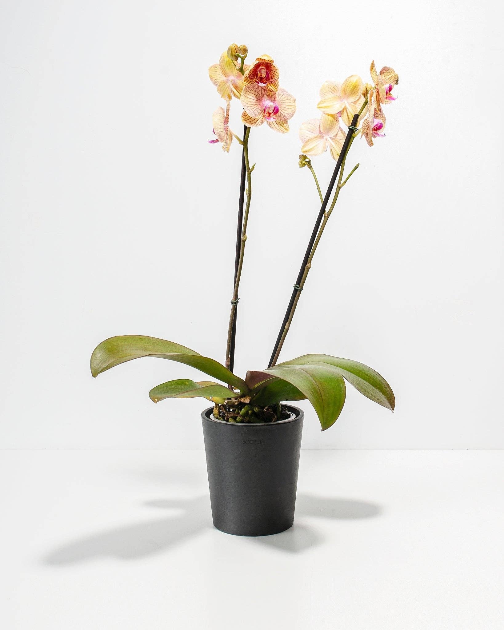 Lively Root - Wholesale Live Plant - Arcadia Phalaenopsis Orchid4