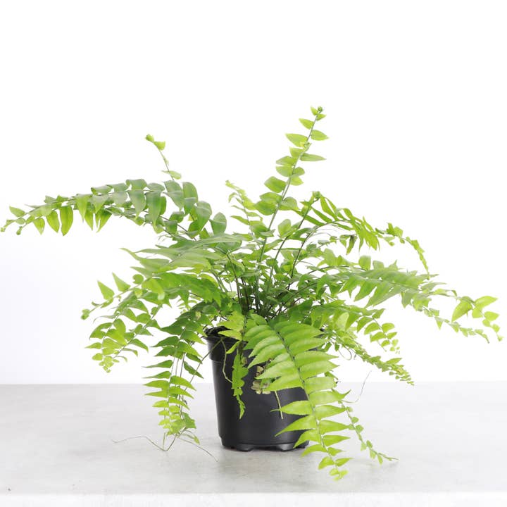 Thorsen's Greenhouse - Wholesale Live Plant - Boston Fern - 4" Live Plant
