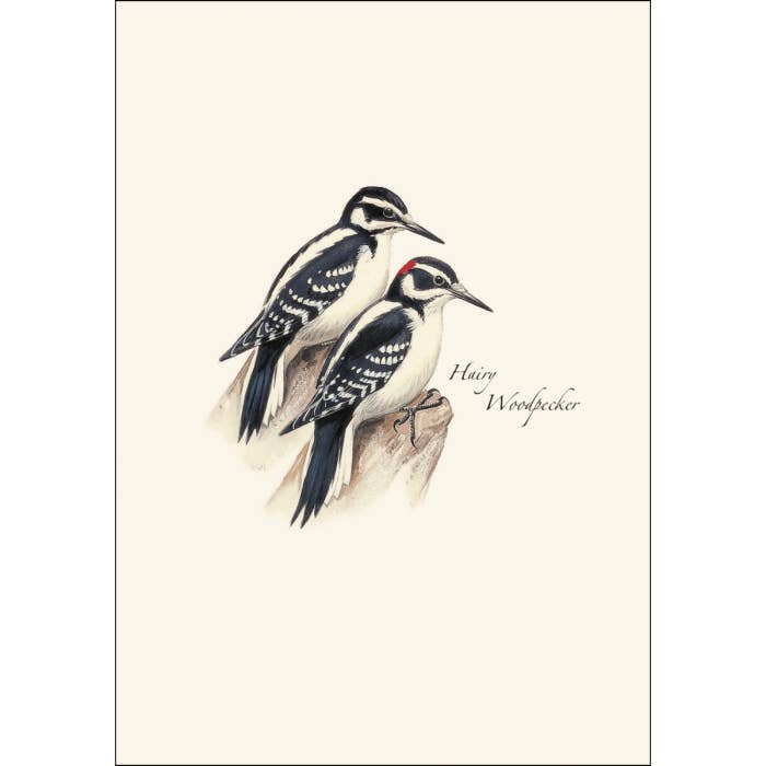 Earth Sky + Water - Wholesale Stationery/Notecard Set - Peterson's Woodpecker Assortment4