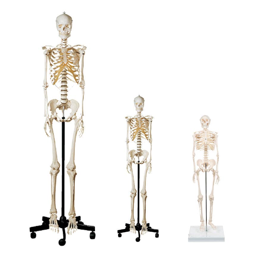 Nobel Arts - Wholesale Decorative Figurine - Human Skeleton - 16.5"0