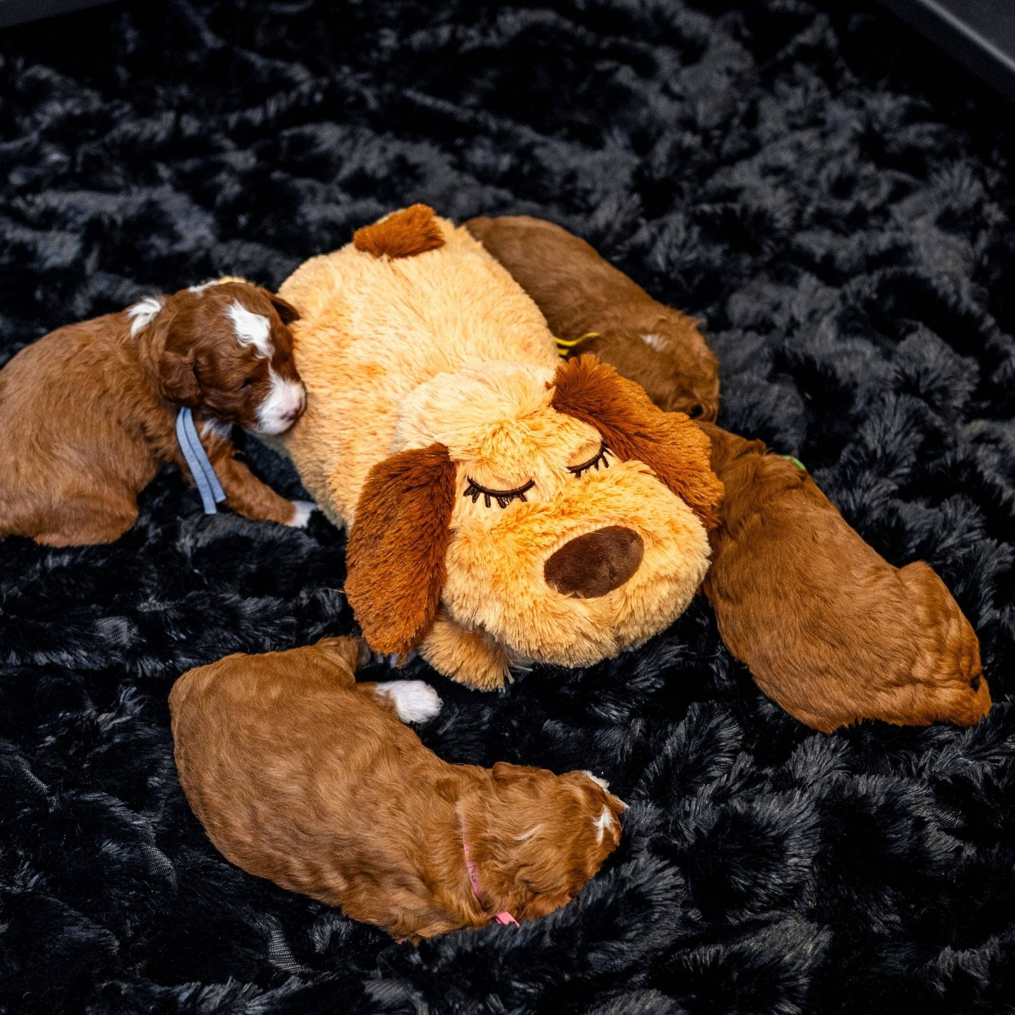 Wasatch Pup - Wholesale Knuffelspeeltje - Hond - Zen Pup met angstverminderende hartslag14