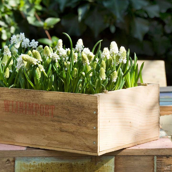 Oasis of Life - Wholesale Live plant - Muscari White Magic – 50 Bulbs – White Grape Hyacinths – Hardy Spring Flowers for Garden, Bed & Balcony – Easy-Care Bulbs with Delicate White Blooms4