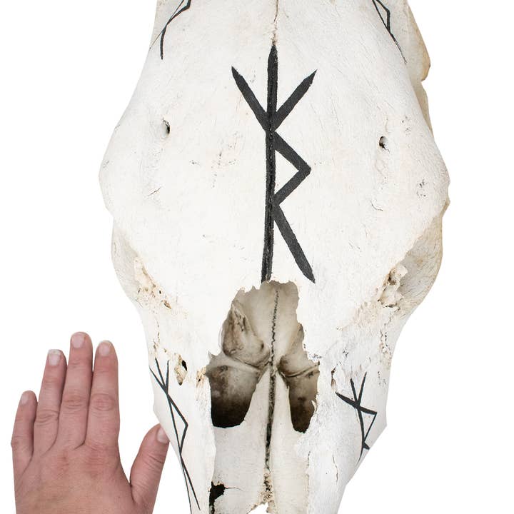 Hand Painted Safe-Travel Bindrune Cow Skull for wholesale by Oreamnos Oddities