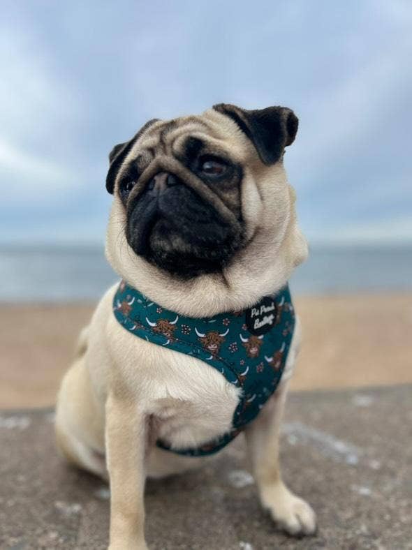 Pet Pooch Boutique - Wholesale Pet Harness - Dog - Happy Highland Cow Puppy Dog Harness5