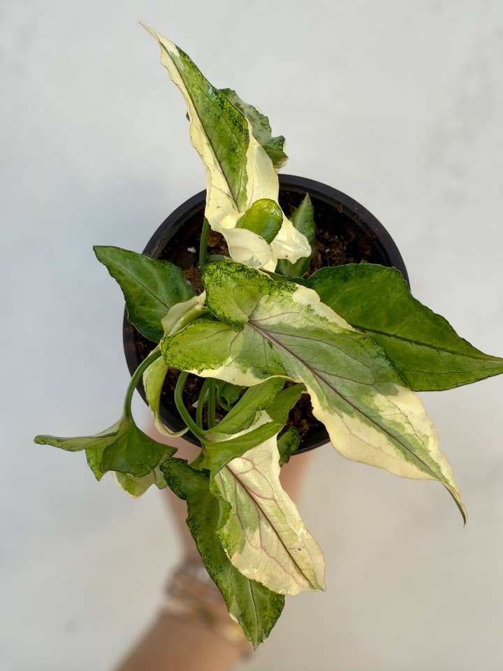 Syngonium White Princess - extremely rare for wholesale by Plant Vault