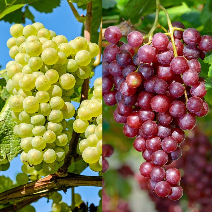 Oasis of Life - Wholesale Live Plant - Grape Vine Set – 2 Plants – Vitis vinifera ‘Himrod’ & ‘Vanessa’ – Height 60–75cm – Ø21cm – White & Red Grapes – Hardy, Self-pollinating Varieties for Garden & Terrace4