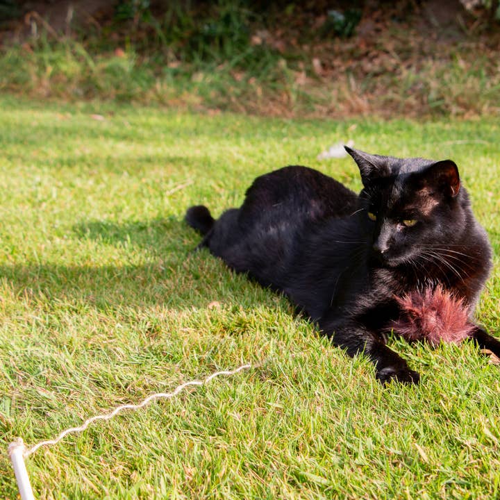 Ancol Pet Products Ltd - Wholesale Pet Toy - Cat - Changeable Cat Dangler Wand For Interactive Play 3