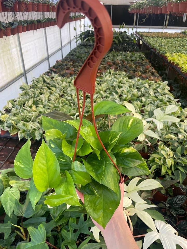 Golden Pothos - Epipremnum Aureum - 6" from MyPlants for wholesale by MyPlants LLC