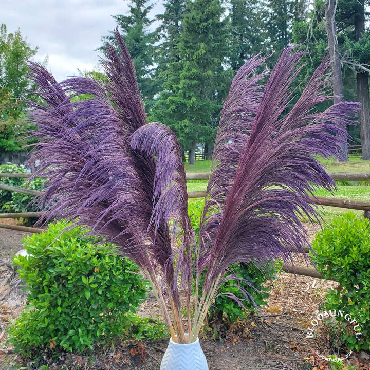 BLOOMINGFUL.COM - Wholesale Dried/Pressed Flowers - No-Shed Silky Large Pampas (3-4ft) - Moody Purple