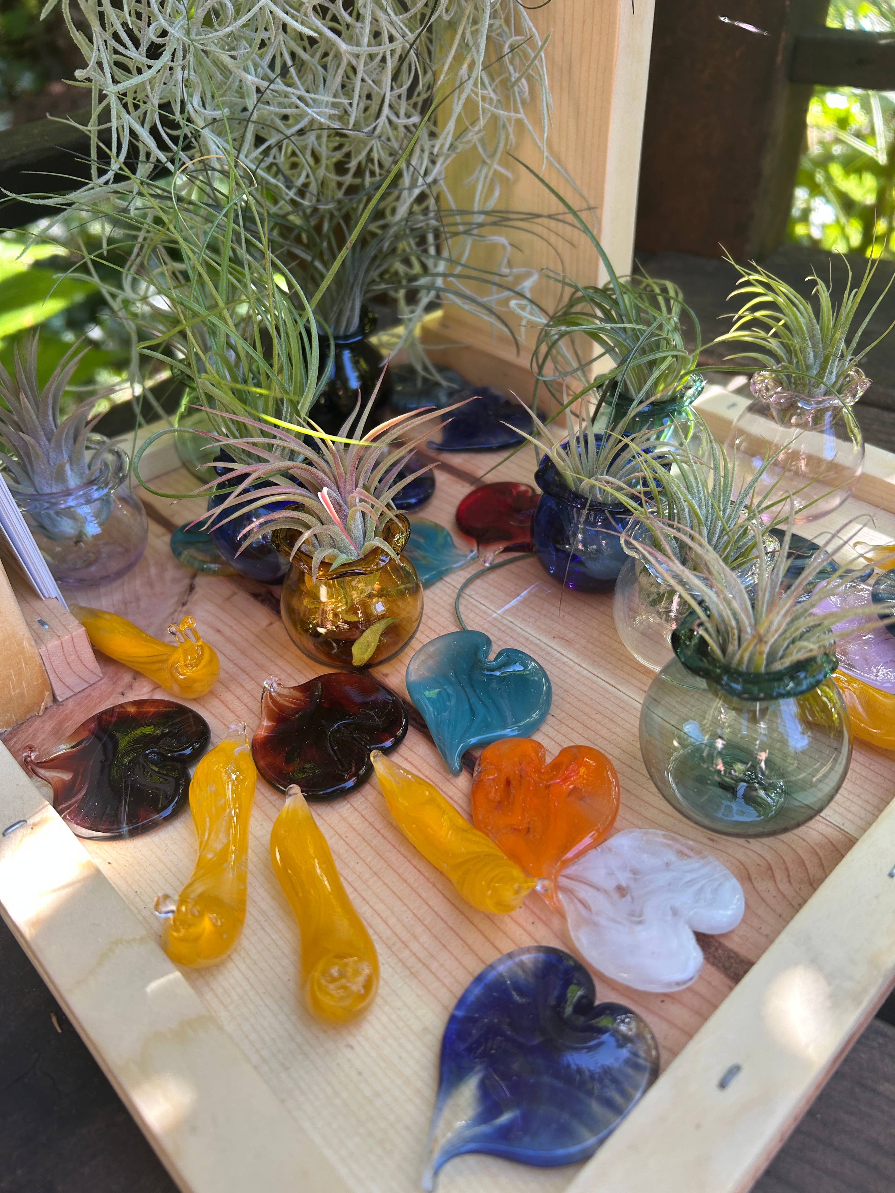 Terrapin Glass Gardens - Wholesale Live Plant - Glass jellyfish vessels with live air plants10