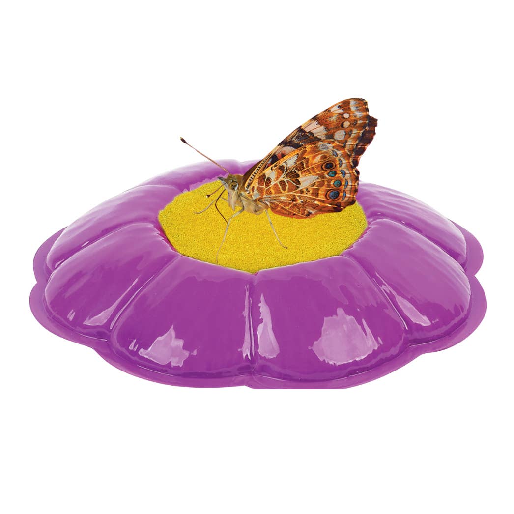 INSECT LORE - Wholesale Classic Toy - Kids - Original Butterfly Garden® Growing Kit with Voucher 4