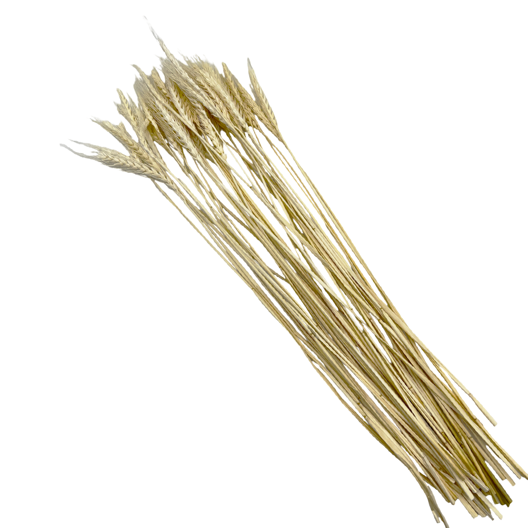 2626 Designs – wholesale Torkade/pressade blommor – Torkat vete, 50 st, cirka 61 cm långt7