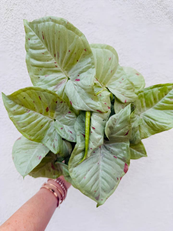 Syngonium Milk Confetti for wholesale by Plant Vault