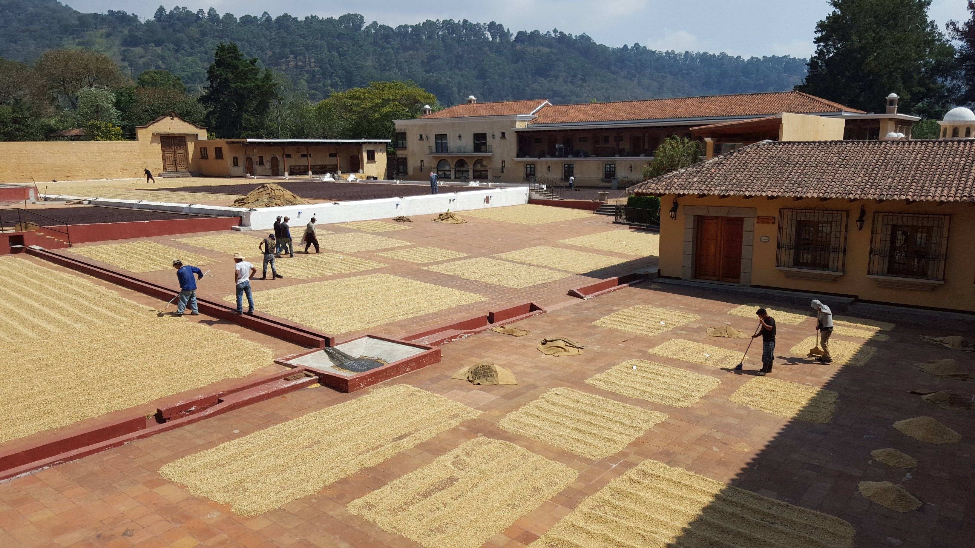 Rascal Coffee - Vente Grains de café - Finca Filadelfia - Bourbon & Caturra - Café guatémaltèque lavé4