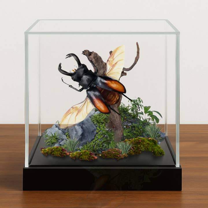 Real Rainforest Beetle Diorama - 6x6x6 in stag beetle for wholesale by Instar Innovations