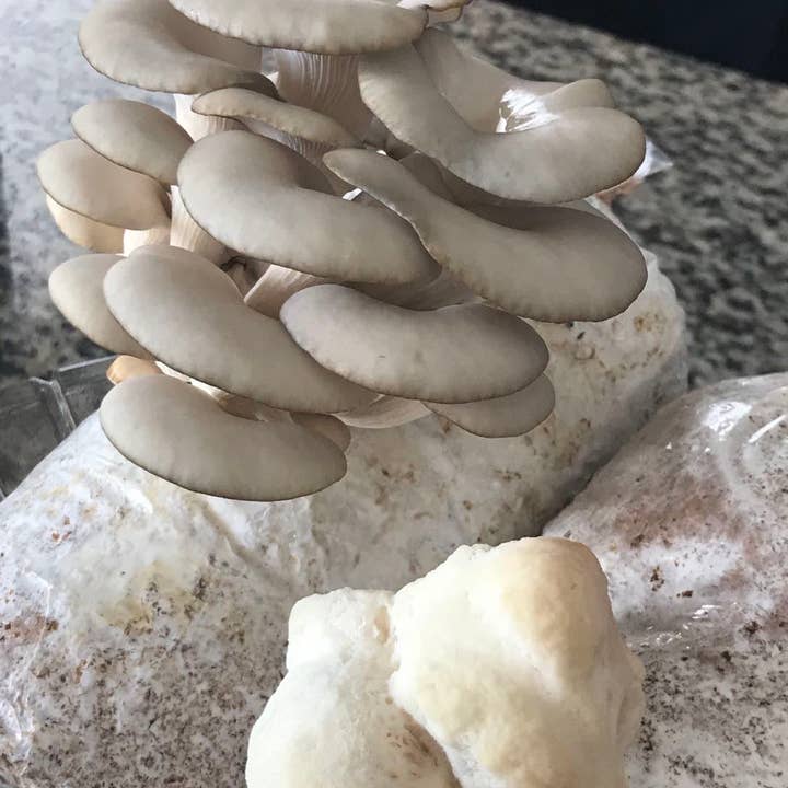 Lion's Mane Grow Kit for wholesale by Planet Mushrooms