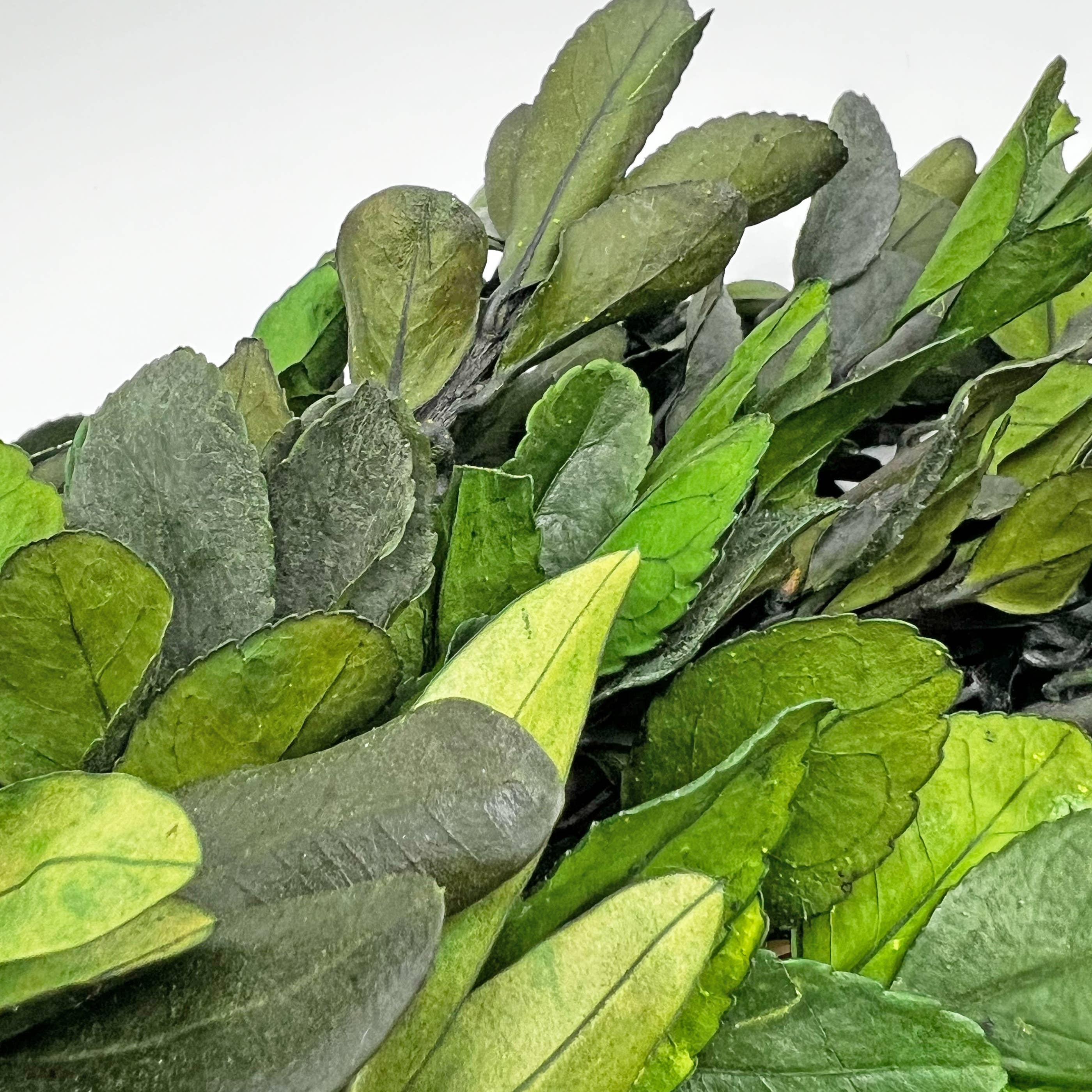 2626 Designs - Vendita all'ingrosso Ghirlanda - Ghirlanda preservata da 53 cm con foglie di eucalipto e bosso3