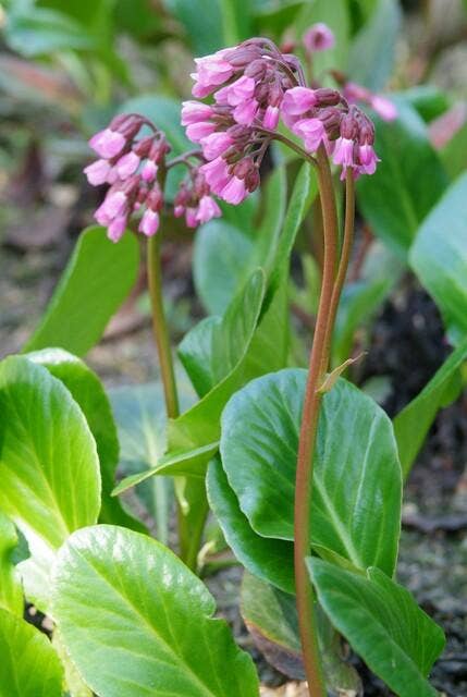 Oasis of Life - Wholesale Live Plant - Bergenia cordifolia 'Herbstblüte' – 48 plants – ↕10-25cm – Ø9cm – Evergreen perennial – Autumn bloom in pink – Easy to care for – For shady locations