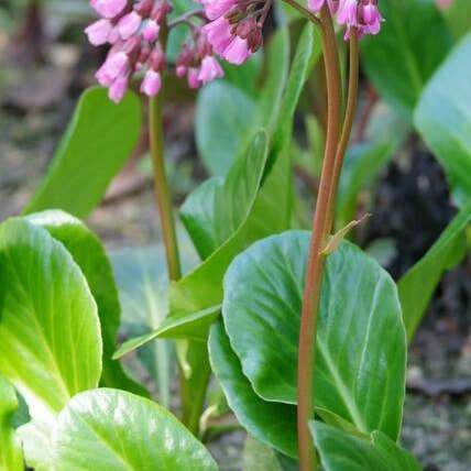Oasis of Life - Wholesale Live Plant - Bergenia cordifolia 'Herbstblüte' – 48 plants – ↕10-25cm – Ø9cm – Evergreen perennial – Autumn bloom in pink – Easy to care for – For shady locations0