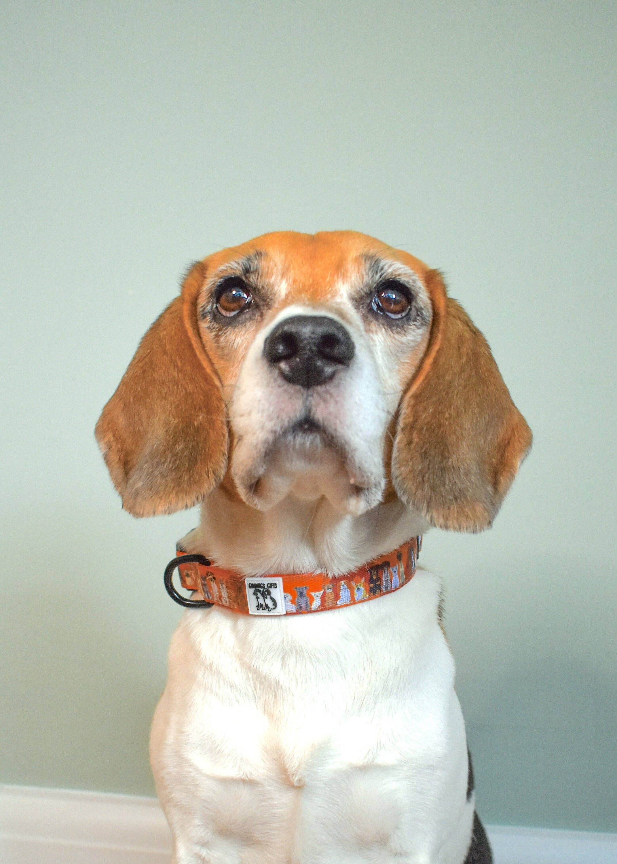 Giddings Gifts - Wholesale Pet Collar - Dog - All Dogs' Dog Collar3