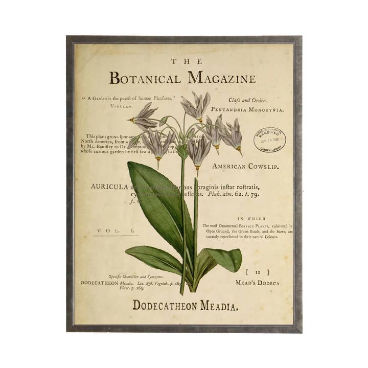 Cowslip américain sur fond botanique pour la vente par Antique Curiosities Inc
