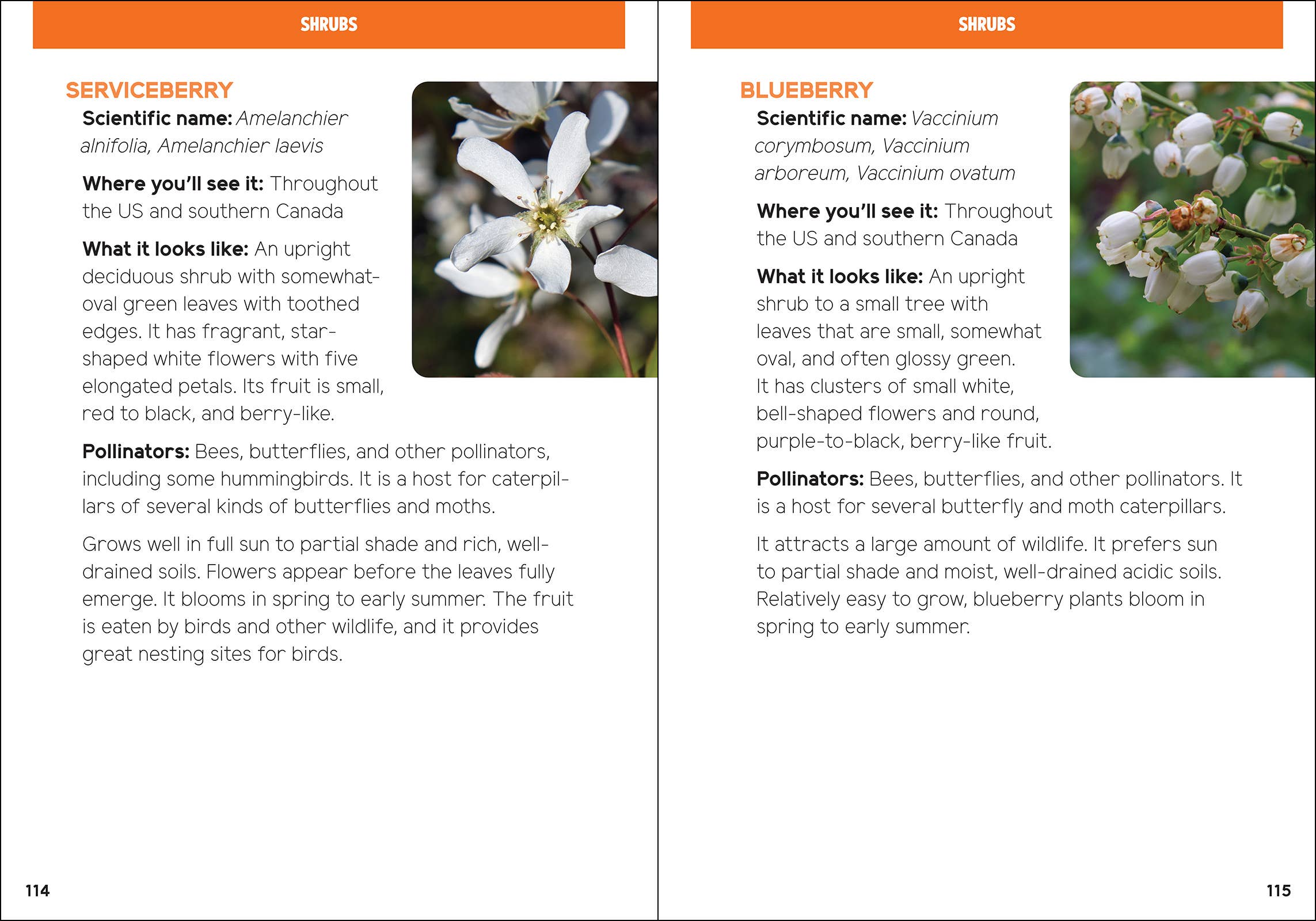 AdventureKEEN - Vente Nature et plein air - Pollinisateurs et plantes indigènes pour les enfants12