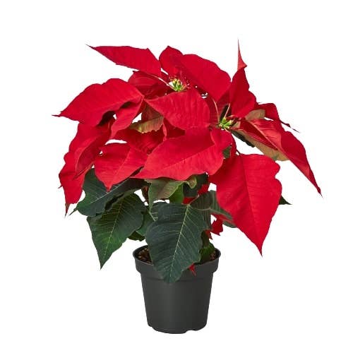 Poinsettia 'Red' for wholesale by Rooted Treasures Farms
