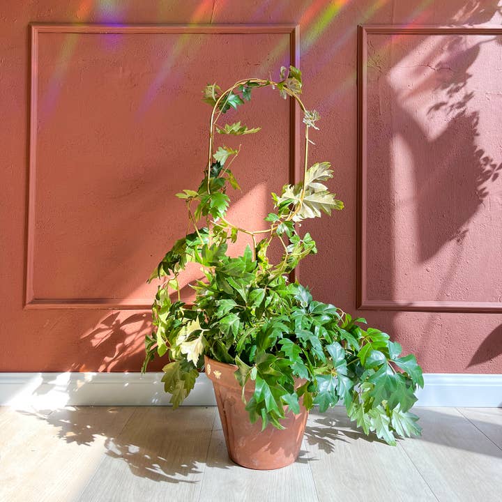 Botanopia - gifts , decor and cards for plant lovers - Wholesale Garden/Lawn Stake - Golden Plant Stake – Arch1