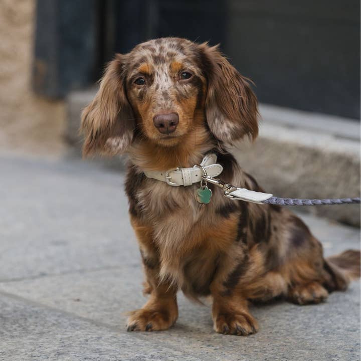 Geflochtenes Hundehalsband - Mond für den Großhandel von Minla