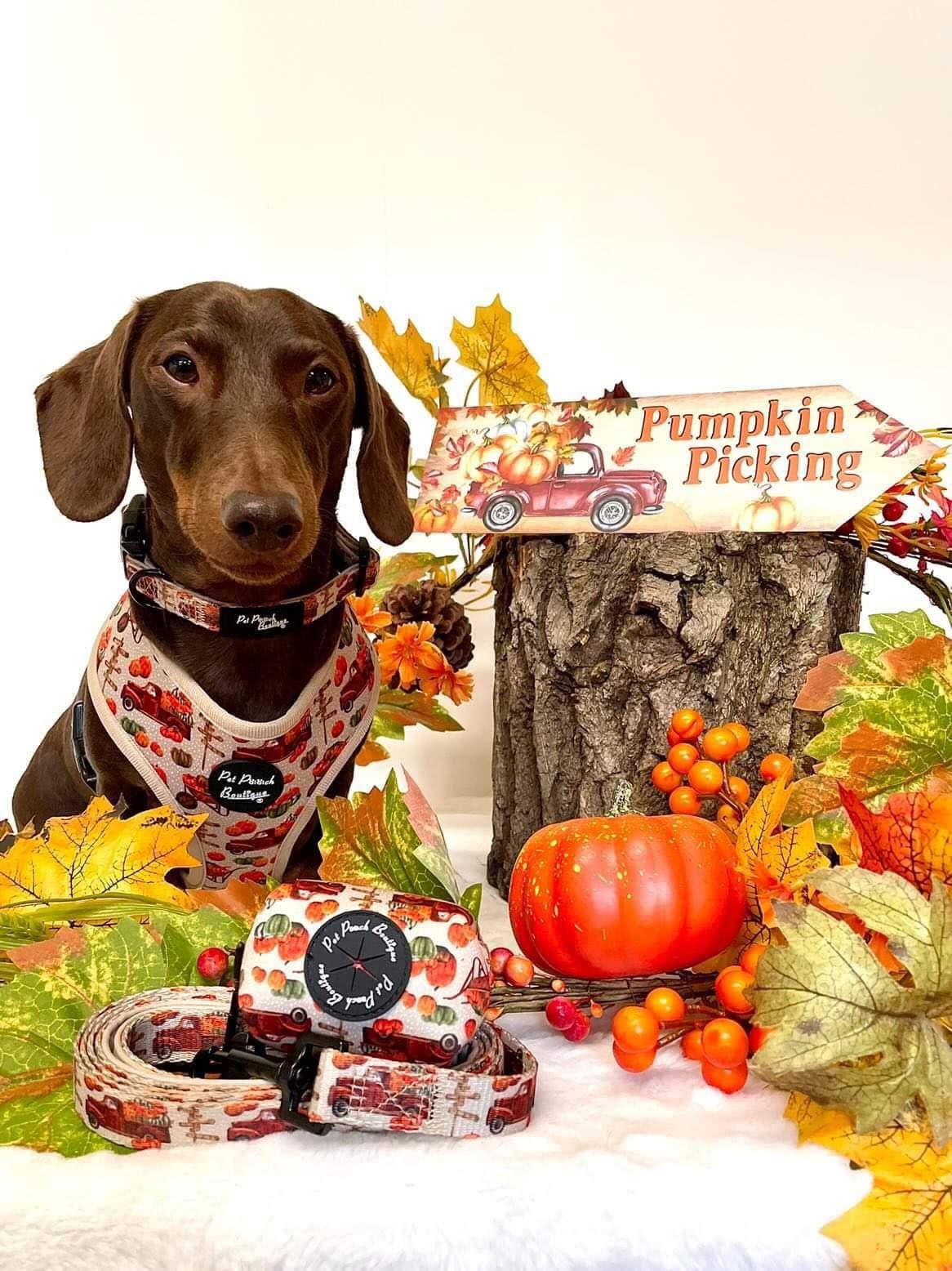 Pet Pooch Boutique - Wholesale Pet Harness - Dog - Pumpkin Patch Cart Puppy Dog Harness - XS - L (autumn/fall)3