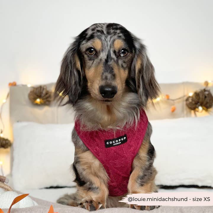 Cocopup London - Wholesale Pet harness – Dog - Cable Knit Jumper Adjustable Neck HARNESS - Mulled Pup Wine7