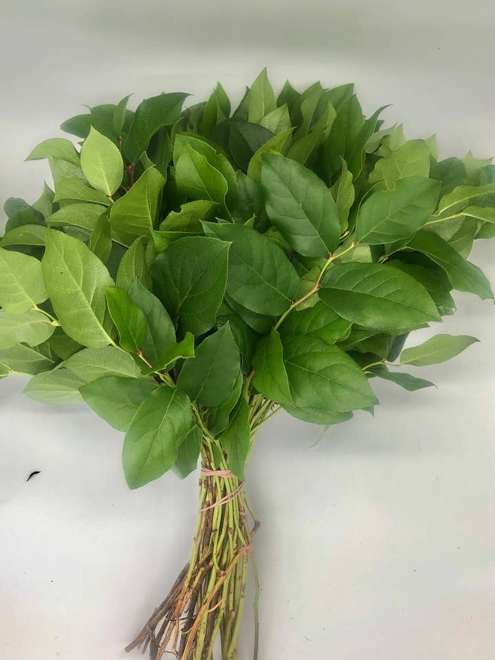 Salal tip Lemon leaf for wholesale by Champion Greens Forest farm