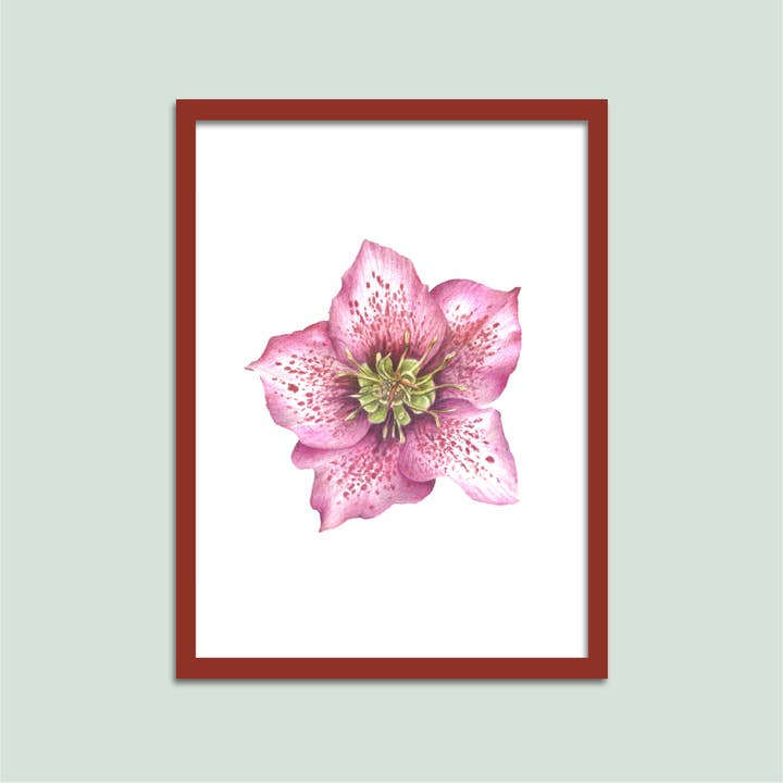 Hellebore Flower Specimen Archival Print for wholesale by Tiny Pine Art
