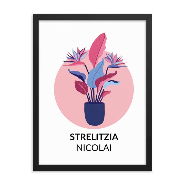 Strelitzia nicolai — Stampa incorniciata per la vendita all'ingrosso da parte di Inspired Botanical Design