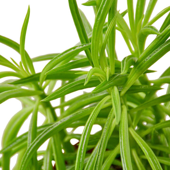House Plant Wholesale - Wholesale Live Plant - PEPEROMIA GREEN BEAN 4-inch