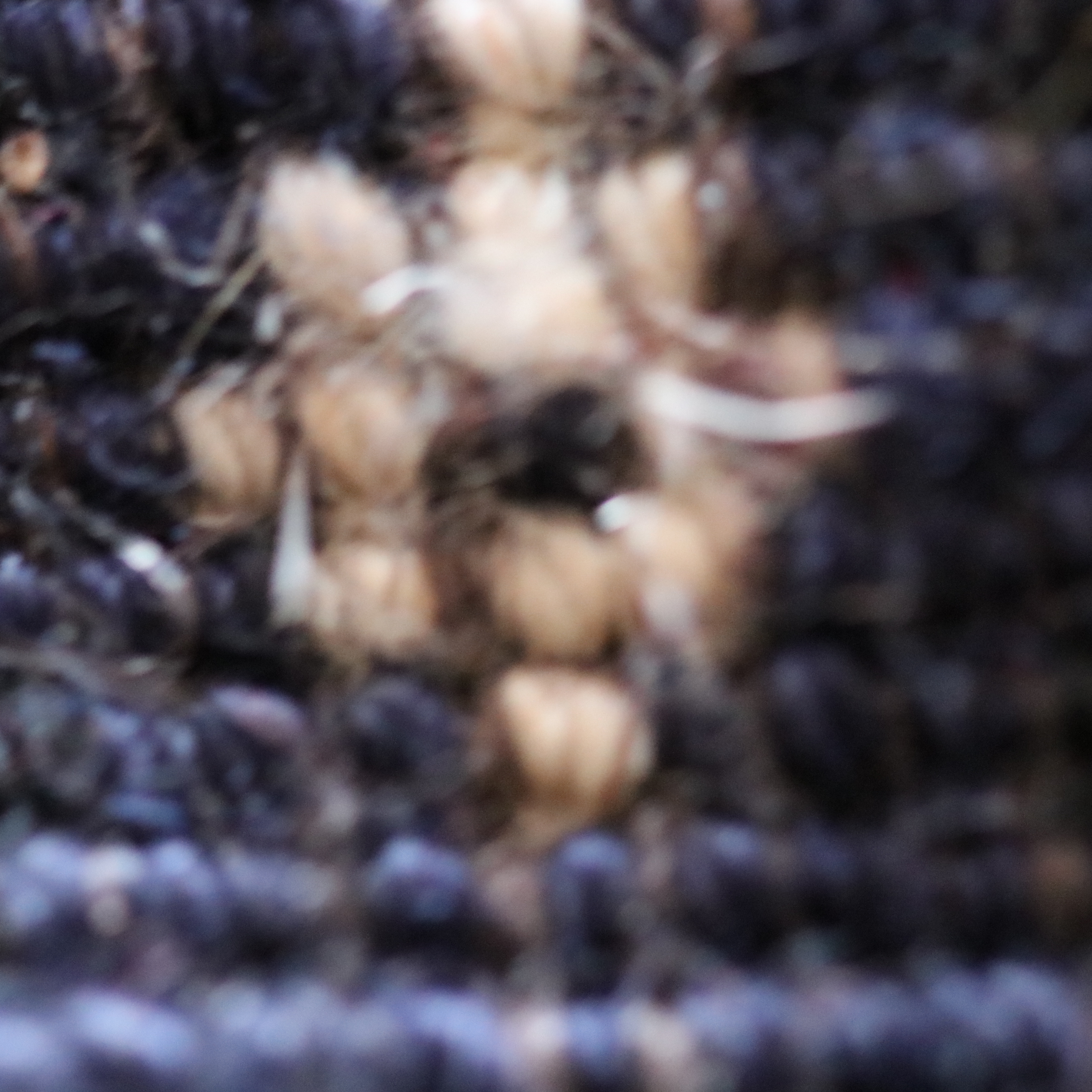 Organic Boutique Barcelona - Venta al por mayor Alfombra pequeña - Bordeaux Bukhara Design Oriental Carpet "Teke" 2.53 m²5