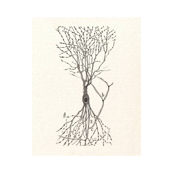 Rock Paper Scissors Wall Art - Venta al por mayor Ilustración - Dibujo de células vintage | Santiago Ramón y Cajal | Célula de un conejo | Arte de pared anatómico antiguo | Arte de neurociencia y biología | Artista español