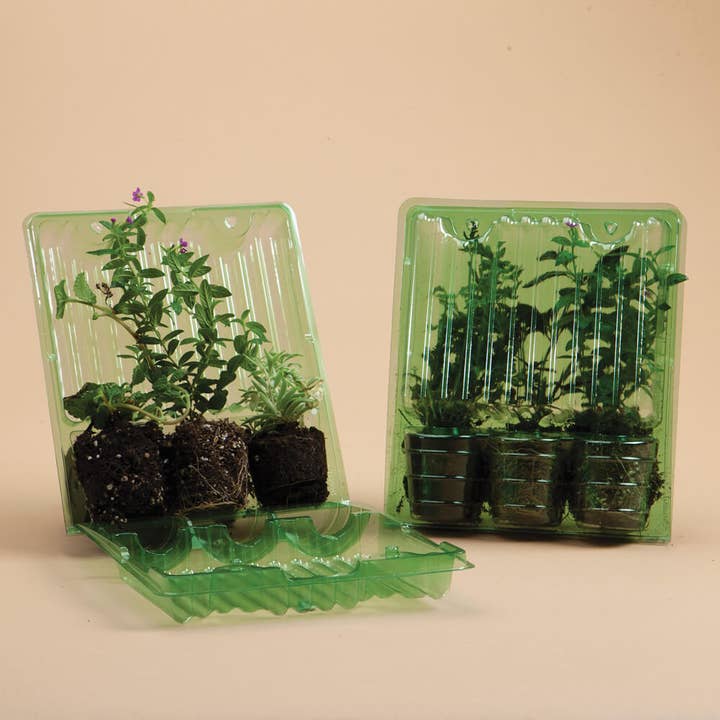 Plantgem - Wholesale Live Plant - Echo Lavender Lisianthus Plants